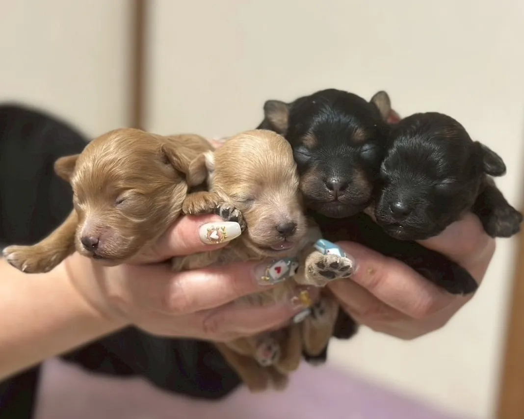ポメラニアン×トイプードルの赤ちゃんが生まれました!