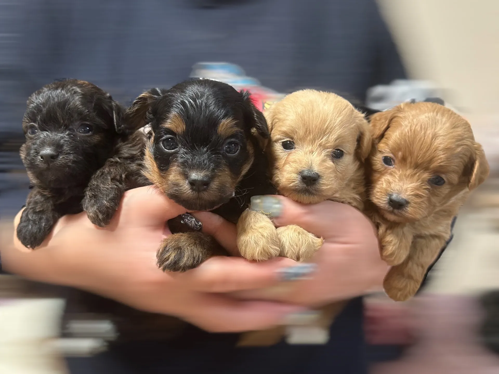 ポメラニアン×トイプードルの赤ちゃんのおめめが開きました♪