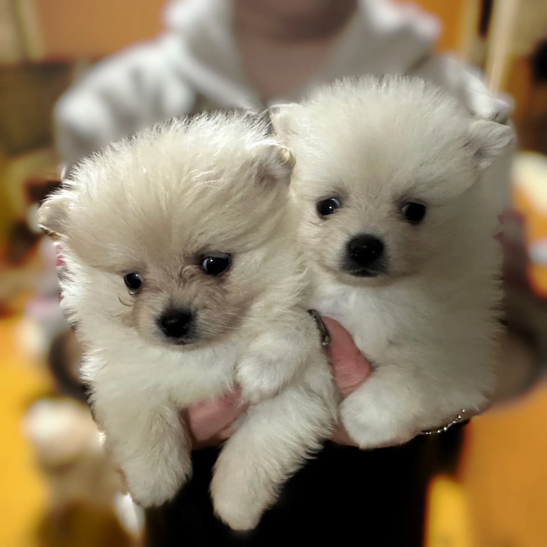 ポメラニアンの赤ちゃんが生まれました!!