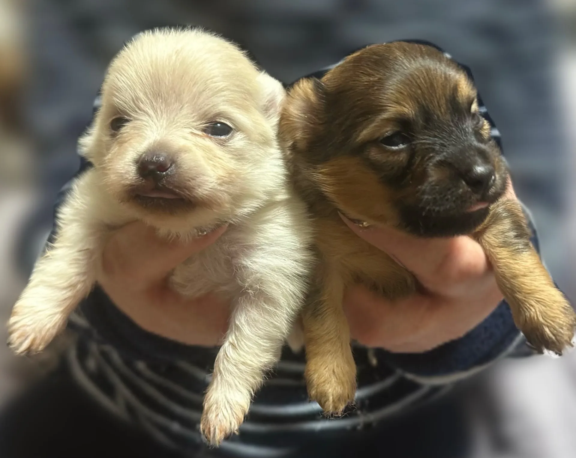 ポメラニアン × Kダックスの赤ちゃんが生まれました!