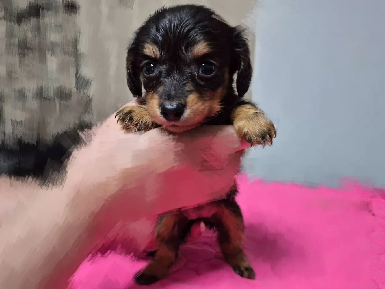 Kダックスの赤ちゃんが生まれました!